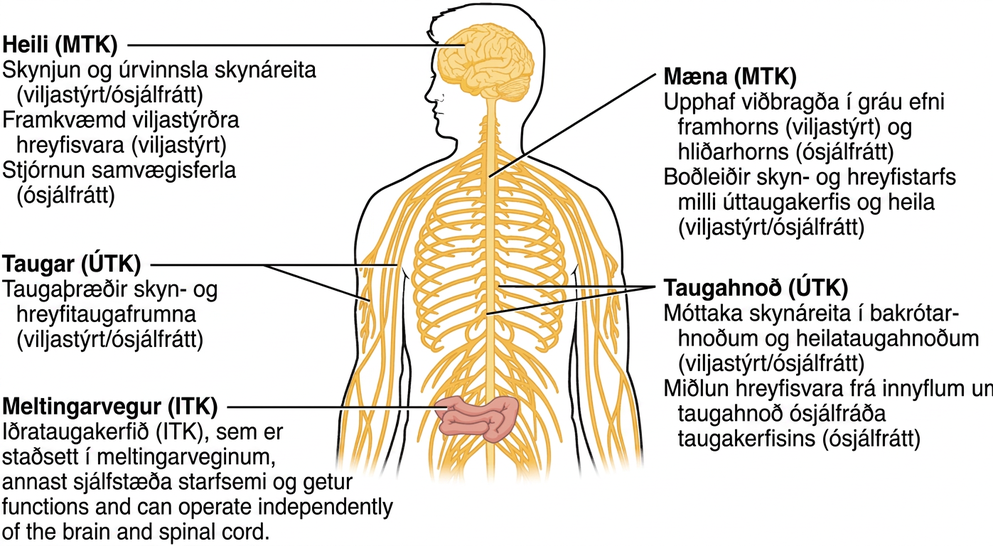 Myndin sýnir útlínur mannslíkamans þar sem aðeins heili, mæna, taugahnoð og taugar úttaugakerfisins og hluti meltingarvegarins sjást. Heilinn, sem tilheyrir miðtaugakerfinu, sér um skynjun og úrvinnslu skynáreita í viljastýrða og ósjálfráða kerfinu, myndun viljastýrðrar hreyfisvörunar og stjórn samvægisferla í ósjálfráða kerfinu. Mænan, sem einnig tilheyrir miðtaugakerfinu, er svæðið þar sem viðbrögð hefjast. Grátt efni kviðlæga hornsins kemur af stað viðbrögðum beinagrindarvöðva en grátt efni hliðarhornsins kemur af stað ósjálfráðum viðbrögðum. Mænan er einnig leið fyrir skyn- og hreyfiboð viljastýrða og ósjálfráða kerfisins milli úttaugakerfisins og heilans. Taugarnar, sem tilheyra úttaugakerfinu, eru þræðir skyn- og hreyfitaugafrumna og geta tilheyrt viljastýrða eða ósjálfráða kerfinu. Taugahnoðin, sem einnig tilheyra úttaugakerfinu, eru móttökusvæði skynáreita viljastýrða og ósjálfráða kerfisins. Bakrótarhnoð og heilataugahnoð taka við þessum áreitum. Hnoð ósjálfráða taugakerfisins eru jafnframt tengistöðvar fyrir innyflahreyfisvörun. Meltingarvegurinn er hluti iðrataugakerfisins (ITK), sem er í meltingarveginum og annast sjálfstæða starfsemi. Iðrataugakerfið getur starfað óháð heila og mænu.