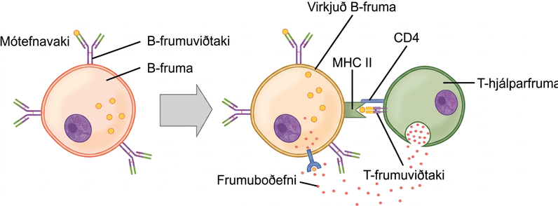Skýringarmynd sýnir B-frumu binda innfæddan mótefnavaka, taka hann upp og kynna peptíð með MHC II fyrir Tfh-frumu. TCR, CD4, CD40 og CD40L tengja frumurnar og frumuboð styðja fulla virkjun B-frumunnar.