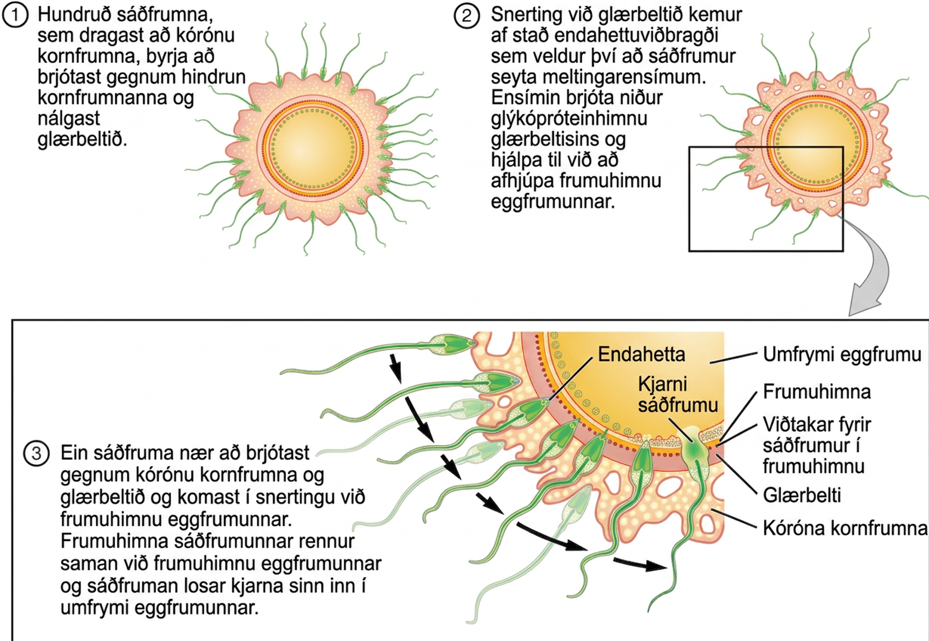 Þriggja liða skýringarmynd af mörgum sáðfrumum umhverfis annars stigs eggfrumu: þær fara gegnum kórónu kornfrumna, snerta glærbeltið og ein sáðfruma sameinast loks eggfrumuhimnunni.