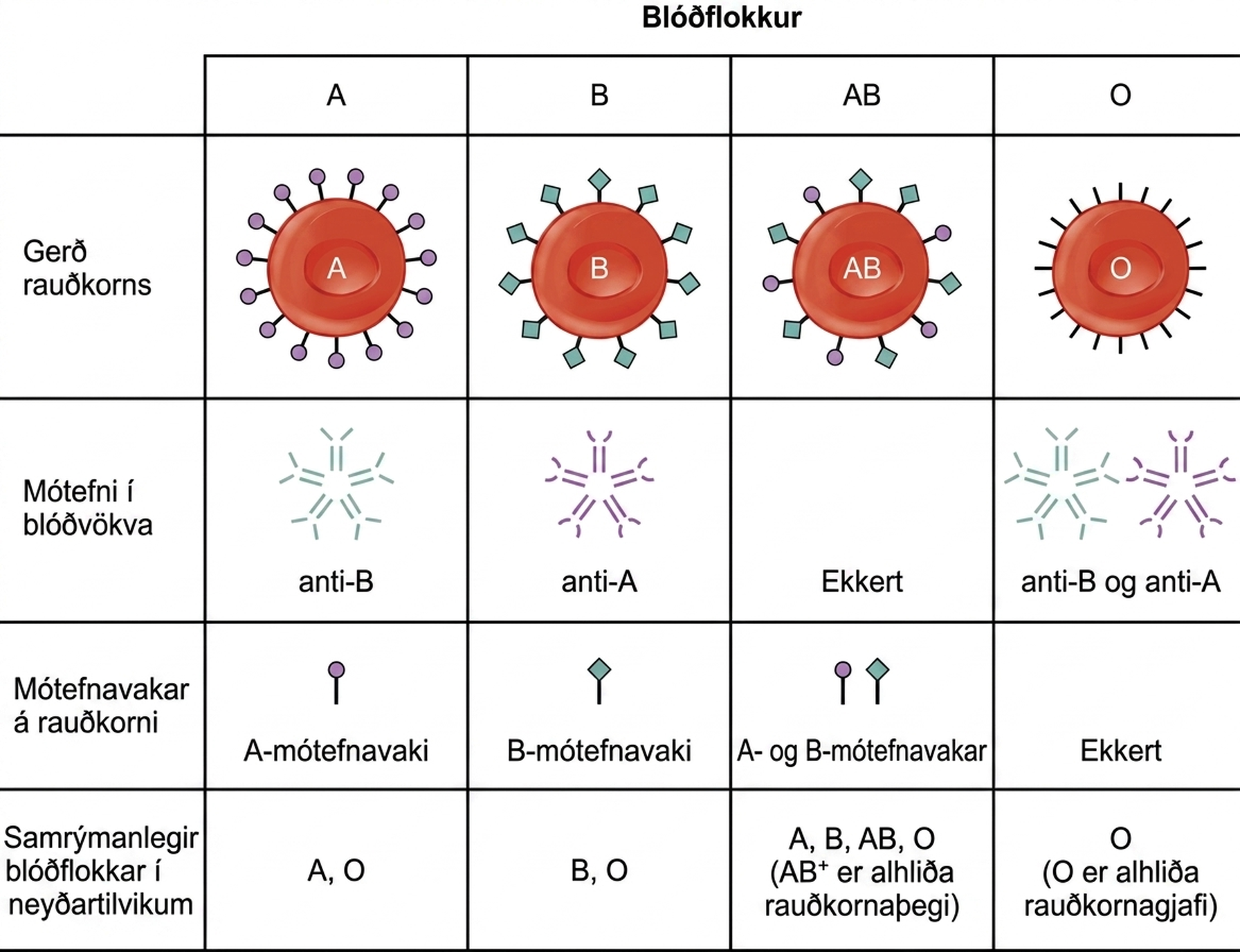 Tafla með ABO-blóðflokkunum A, B, AB og O. Hún sýnir A- og B-mótefnavaka á rauðkornum, samsvarandi anti-A og anti-B í blóðvökva og hvaða ABO-blóðflokka rauðkorna má gefa í neyð. A getur fengið A eða O, B getur fengið B eða O, AB getur fengið A, B, AB eða O og O getur aðeins fengið O; RhD-stöðu og önnur samrýmanleikapróf þarf einnig að meta.