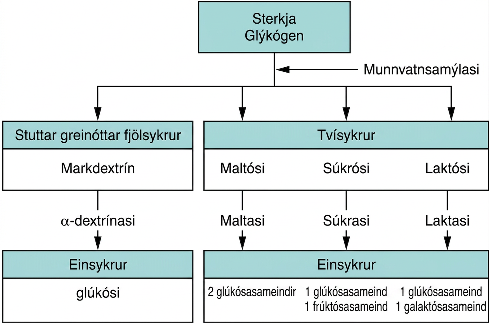 Flæðirit sýnir meltingu kolvetna. Sterkja og glýkógen klofna fyrst í α-dextrín, maltósa og maltótríósa og síðan í glúkósa. Súkrósi klofnar í glúkósa og frúktósa en laktósi í glúkósa og galaktósa. Við hvert skref eru viðkomandi ensím tilgreind.