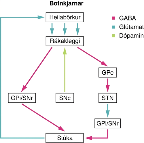 Flæðiritið sýnir tengingar milli ólíkra heilasvæða, svo sem barkar, rákakleggja og stúku.
