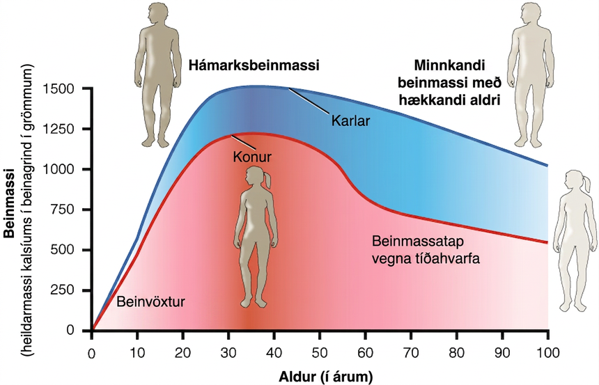 Línuritið sýnir beinmassa, það er heildarmassa kalsíums í beinagrind í grömmum, á y-ás. Kvarði y-ássins nær frá 0 upp í 1500. Á x-ás er aldur í árum frá 0 til 100 ára. Tvær línur sjást: blá lína fyrir karla og bleik lína fyrir konur. Beinmassi karla eykst hratt úr 0 grömmum í 1500 grömm frá 0 til 25 ára aldurs. Síðan minnkar hann hægt í 1000 grömm frá 25 til 100 ára aldurs. Beinmassi kvenna eykst hratt úr 0 grömmum í um 1200 grömm frá 0 til 28 ára aldurs. Hann minnkar síðan mjög hægt úr 1200 grömmum í 1000 grömm frá 29 til 55 ára aldurs. Þá minnkar beinmassinn hratt úr 1000 grömmum í 750 grömm á aldrinum 55 til 60 ára. Á línuritinu er það merkt sem beintap vegna tíðahvarfa. Eftir þetta skarpa fall verður lína kvenna aftur jafnari en lækkar þó áfram smám saman, líkt og lína karla. Frá 60 til 100 ára aldurs minnkar beinmassi kvenna úr 750 grömmum í um 625 grömm.