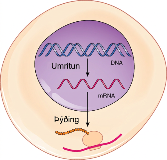 Skýringarmyndin sýnir frumu þar sem DNA er umritað í mRNA inni í kjarnanum en mRNA er þýtt í prótein í umfryminu.