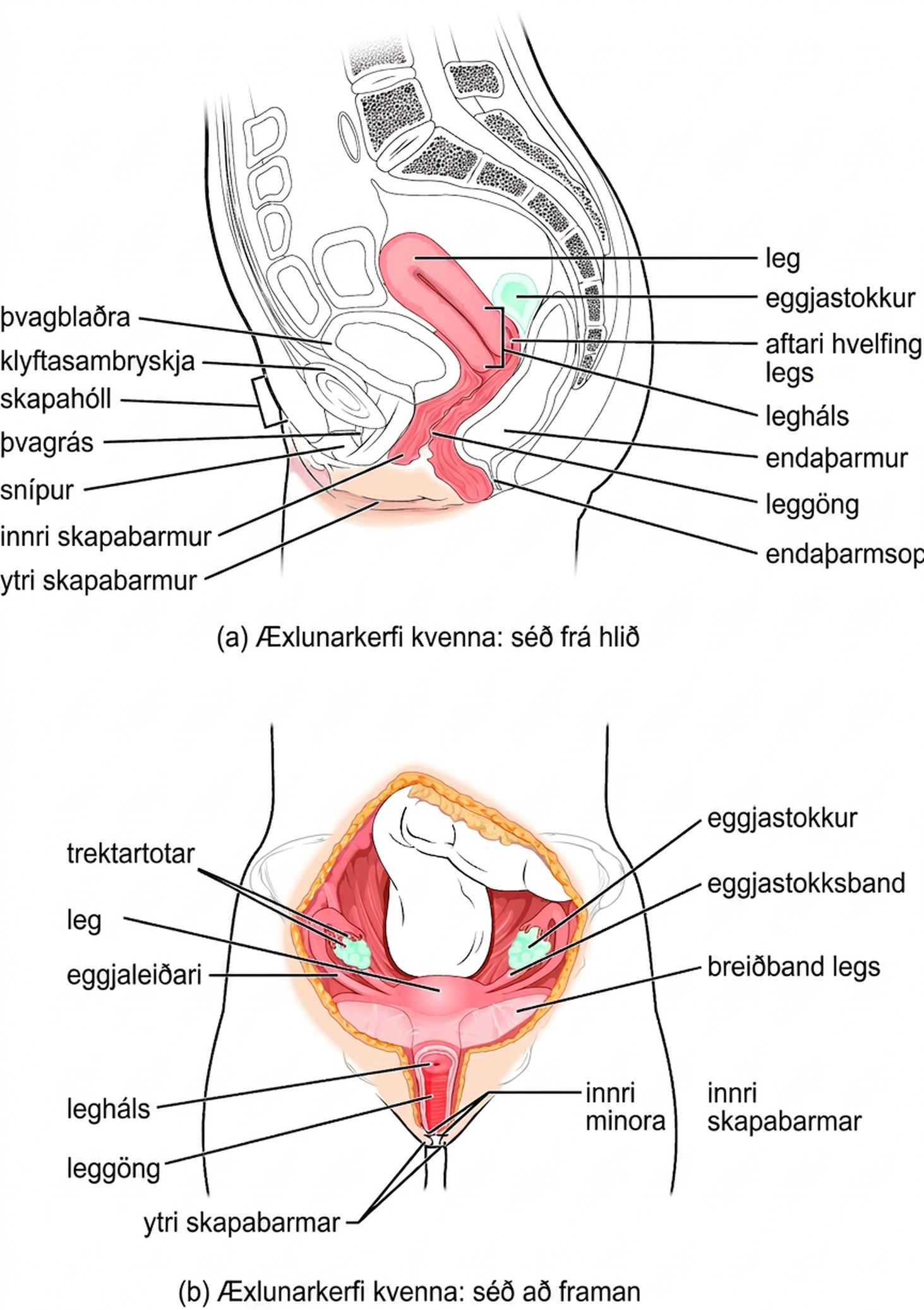 Tvær skýringarmyndir af æxlunarkerfi með eggjastokkum. Efst sést hliðarsýn af grindarholi og neðst framsýn með eggjastokkum, eggjaleiðurum, legi og leggöngum.