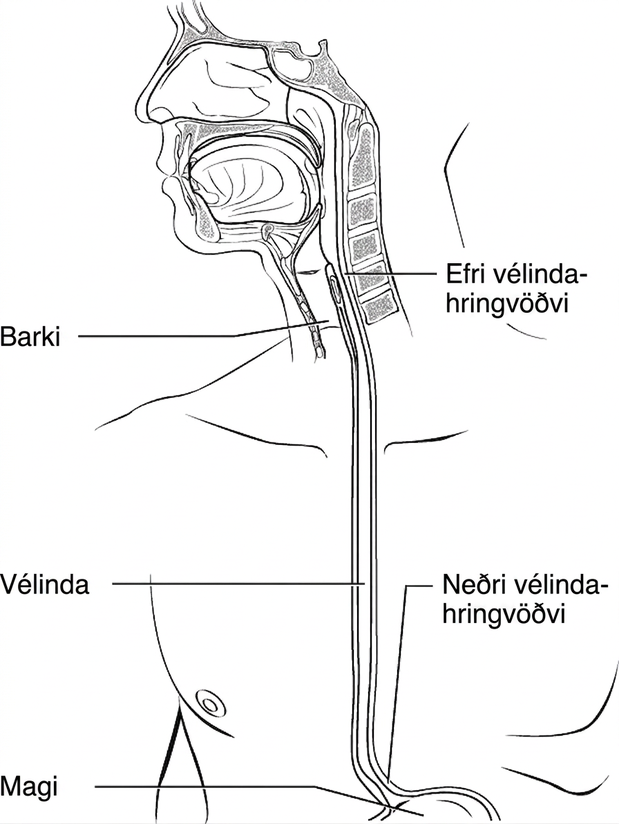 Miðsnið af höfði, hálsi og efri búk sýnir barka, vélinda og maga ásamt staðsetningu efri og neðri vélindahringvöðva.