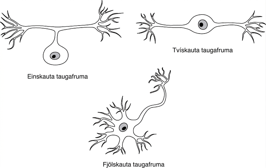 Þrjár teikningar sýna nokkrar mögulegar lögunir taugafrumna. Í einskauta taugafrumunni kemur gripla inn frá vinstri og sameinast símanum í sameiginlega leið sem tengist frumubolnum. Síminn gengur frá frumubolnum eftir sameiginlegu leiðinni og greinist síðan til hægri, í gagnstæða átt við gripluna. Taugafruman er því T-laga. Í tvískauta taugafrumunni gengur gripla inn í vinstri hlið frumubolsins en síminn út frá gagnstæðri, hægri hlið. Í fjölskauta taugafrumu ganga margar griplur inn í frumubolinn. Eini hluti frumubolsins án gripla er sá sem teygist út og verður að símanum.