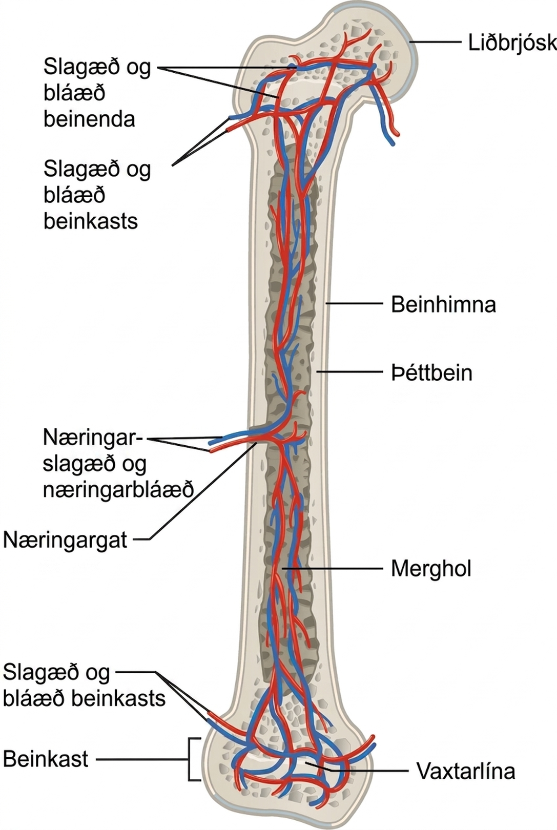 Myndin sýnir hægri lærlegg framan frá. Lærleggurinn er klofinn eftir endilöngu til að sýna innri gerð hans. Ytra lag hans er merkt sem beinhimna. Innan hennar er þunnt þéttbeinslag sem umlykur miðlægt holrými, mergholið. Við báða beinenda er holrýmið fyllt frauðbeini. Næringarslagæð og næringarbláæð ganga í gegnum beinhimnuna og þéttbeinið um miðbik beinskaftsins. Eftir að æðarnar koma inn í beinið greinast þær í báðar áttir um mergholið. Sumar slagæðar og bláæðar í mergholinu greinast einnig inn í frauðbeinið í nær- og fjærenda. Aðrar æðar, sem nefnast falslagæðar og falsbláæðar, ganga hins vegar utan frá inn í falinn.