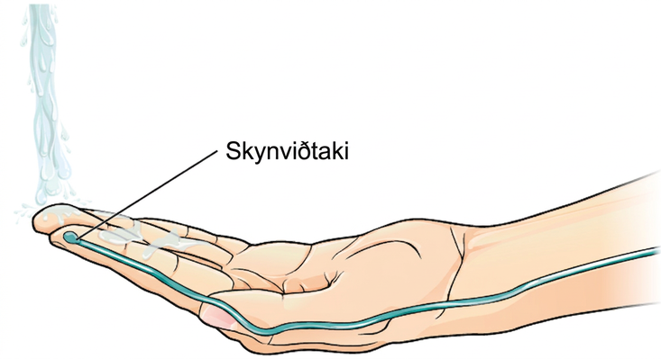 Myndin sýnir fyrsta skrefið á fyrri myndinni. Hönd er sett undir rennandi vatn og við það sendir skynviðtaki í vísifingri taugaboð eftir handleggnum til mænunnar.