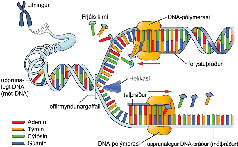 Myndin sýnir DNA-eftirmyndun. Litningur er sýndur rakna upp í upprunalega DNA-mótþræði sem vinda ofan af sér við eftirmyndunarkvíslina. Helíkasi er við eftirmyndunarkvíslina. DNA-pólýmerasar eru sýndir bæta kirnum við leiðandi strenginn og seinni strenginn.