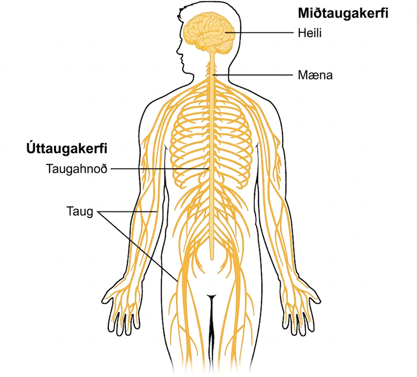 Skýringarmyndin sýnir útlínur mannslíkamans þar sem taugakerfið er auðkennt. Miðtaugakerfið er myndað af heila og mænu. Heilinn er stór massi af fellingaríkum og rákóttum vef í höfðinu. Mænan liggur niður frá heilanum, eftir bolnum og endar í mjaðmagrind. Pör af stækkuðum taugavefseiningum, merktum taugahnoð, liggja sitt hvorum megin við mænuna á brjóstsvæði. Taugahnoðin tilheyra úttaugakerfinu ásamt mörgum þráðlaga taugum sem geisla frá mænu og taugahnoðum út í handleggi, kvið og fótleggi.