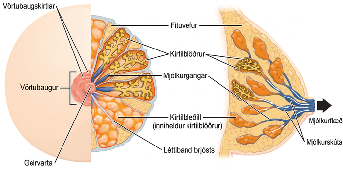 Myndin sýnir líffærafræði brjósts að framan og í þverskurði frá hlið, þar á meðal geirvörtu, vörtubaug, fituvef, mjólkurkirtla og mjólkurganga.