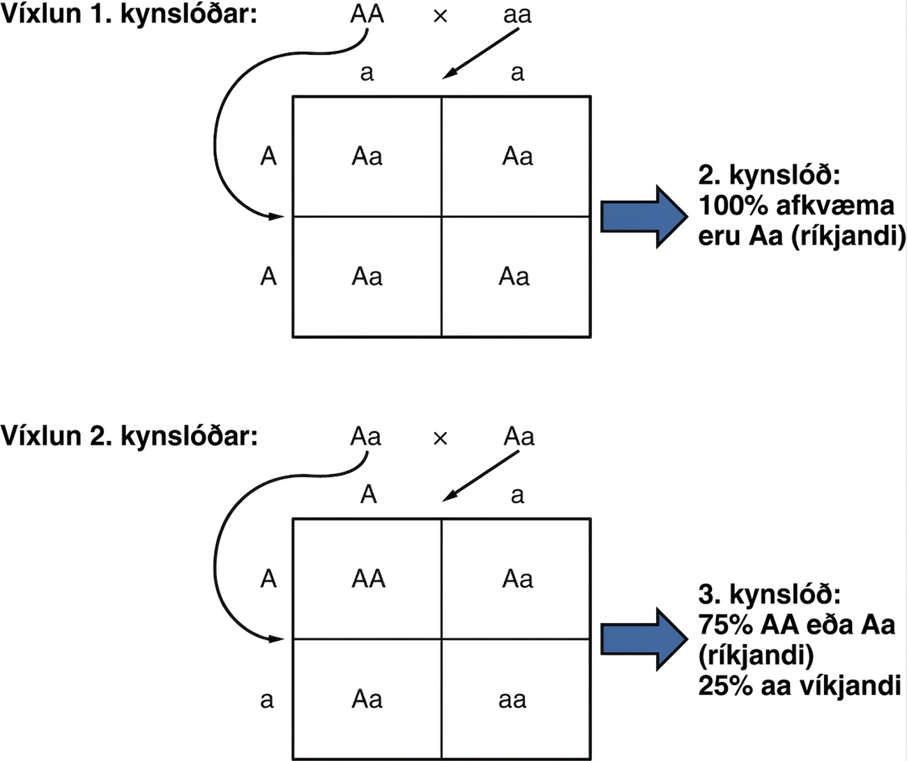 Efri hluti myndarinnar sýnir víxlun AA og aa og arfblendin F₁-afkvæmi, en neðri hlutinn sýnir víxlun Aa og Aa og mögulegar F₂-arfgerðirnar AA, Aa, Aa og aa.