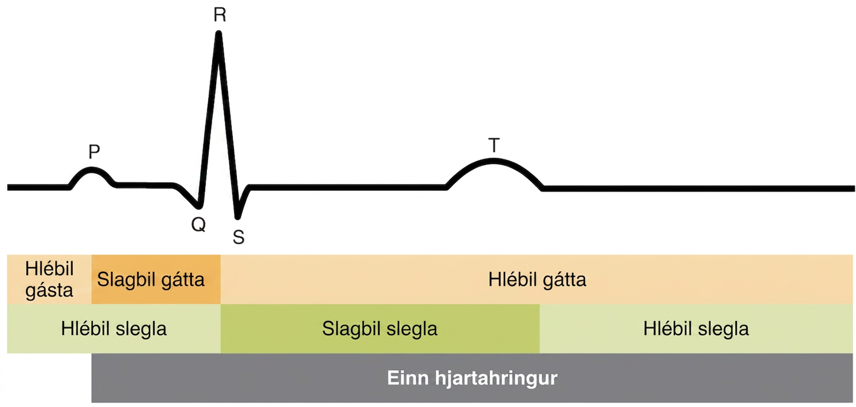 Myndin tengir fasa hjartahringsins við P-bylgju, QRS-komplex og T-bylgju hjartalínurits.