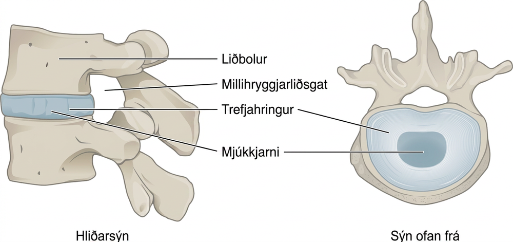 Myndin sýnir gerð hryggþófa. Vinstri myndhlutinn sýnir hann frá hlið og sá hægri ofan frá.