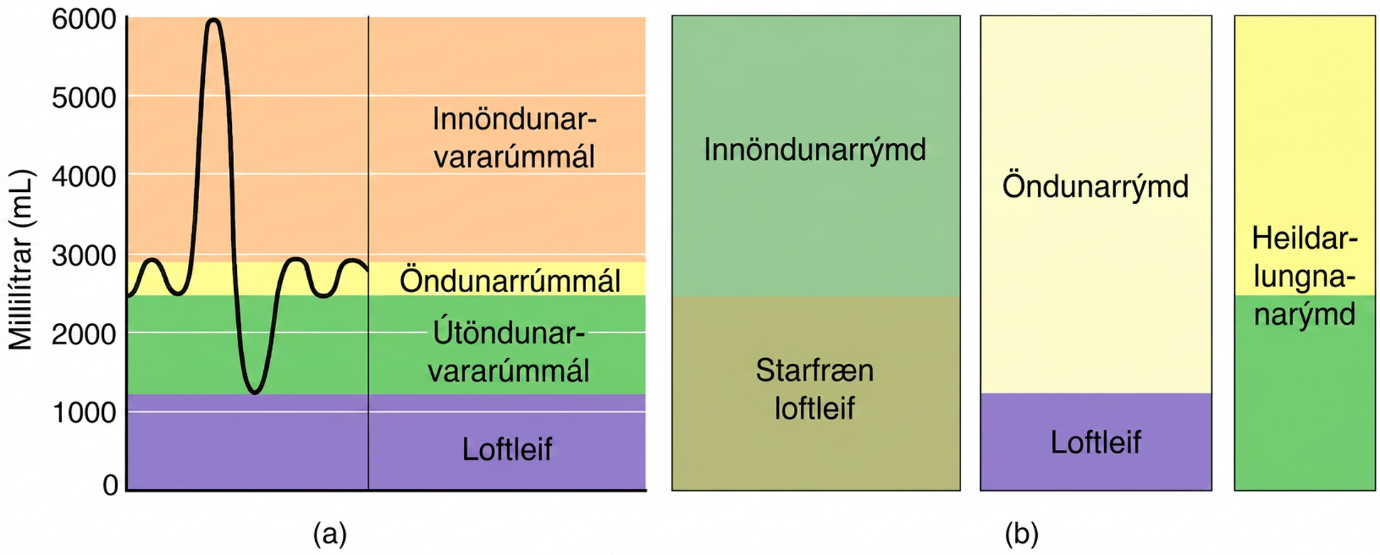 Vinstra línuritið sýnir mismunandi lungnarúmmál. Hægra línuritið sýnir hvernig þau leggjast saman í lungnarýmdir.