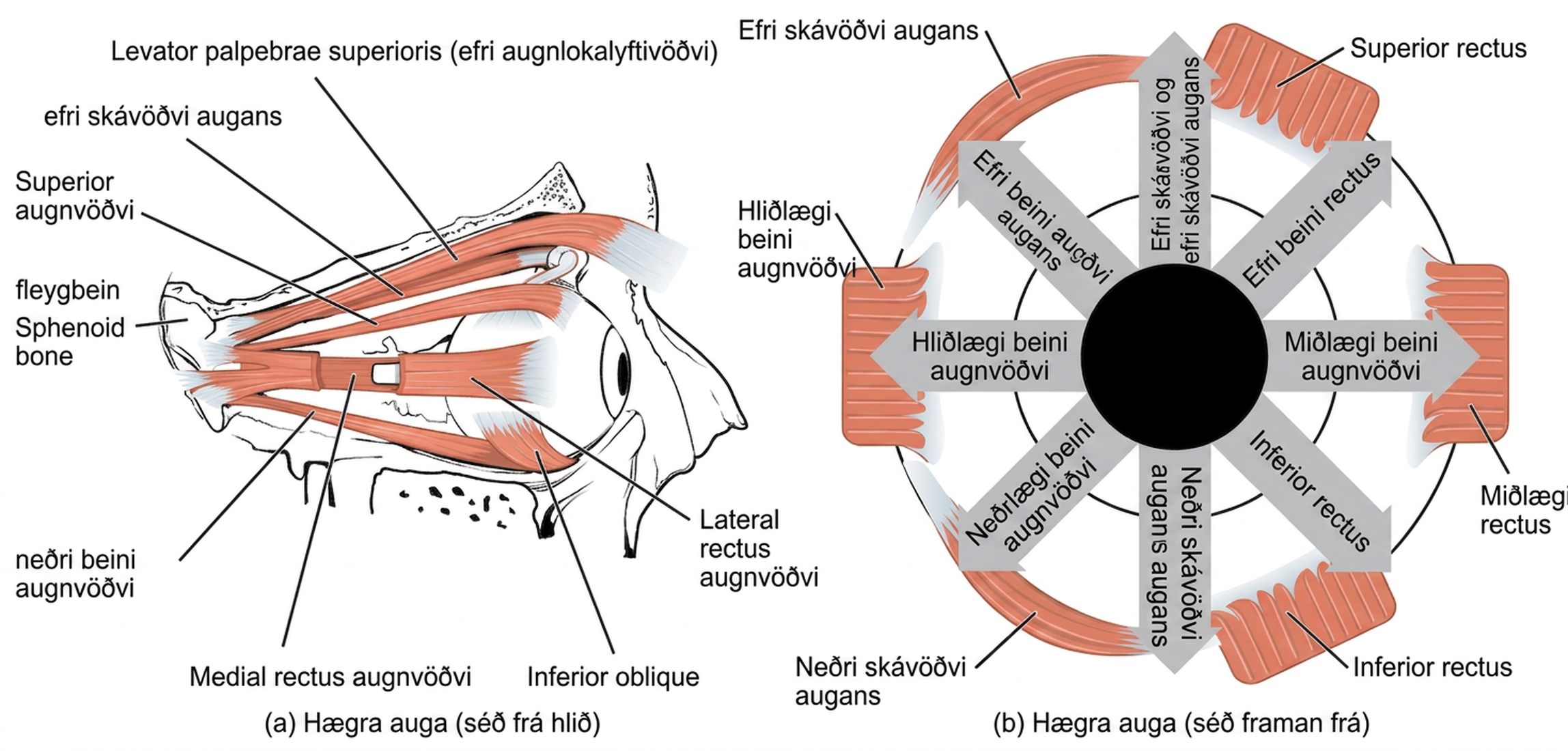 Vinstra megin sjást vöðvar hægra augans frá hlið og hægra megin sjást þeir framan frá.