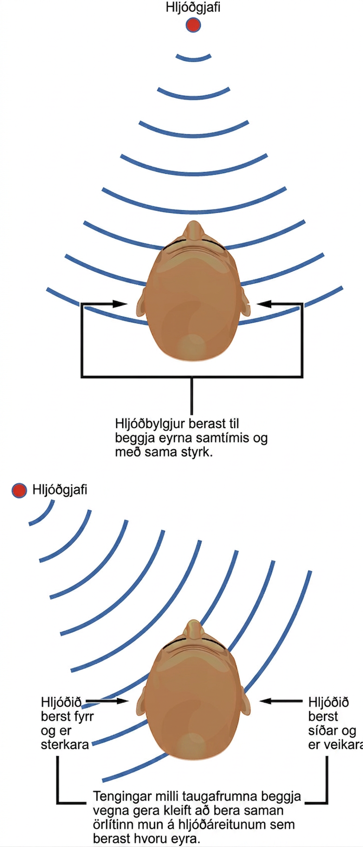Efri hlutinn sýnir manneskju heyra hljóð sem berst samtímis og með sama styrk til beggja eyrna. Neðri hlutinn sýnir hljóðgjafa utan miðlínu; hljóðið berst þá á ólíkum tíma og með ólíkum styrk til eyrnanna.