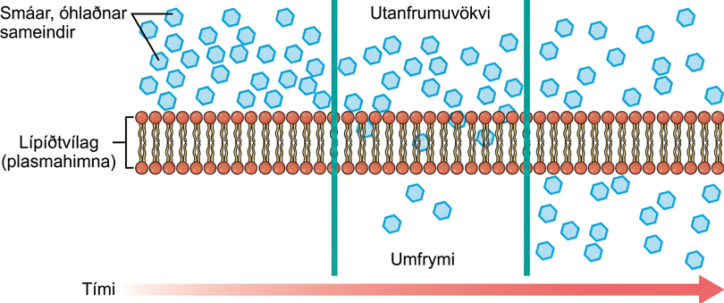 Myndin sýnir einfalt flæði smárra óskautaðra sameinda yfir plasmahimnuna. Rauð lárétt ör til hægri sýnir framrás tímans. Óskautuðu sameindirnar eru bláar og í meiri fjölda í utanfrumuvökvanum. Fáeinar óskautaðar sameindir eru í umfryminu og þeim fjölgar með tímanum.
