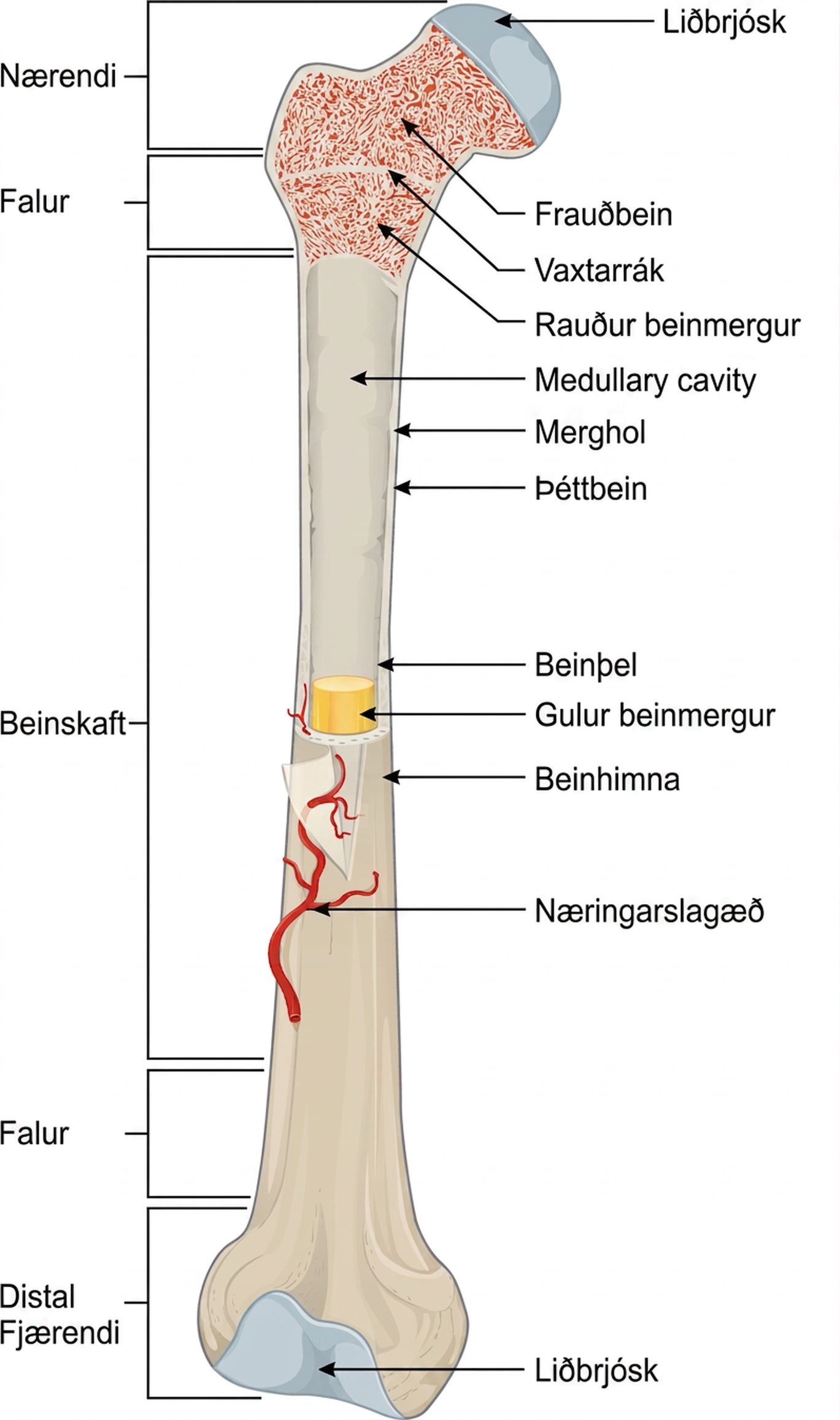 Myndin sýnir hægri lærlegg framan frá. Neðri endinn, sem tengist hnénu, er neðst á myndinni en efri endinn, sem tengist mjöðminni, er efst. Á neðri enda beinsins er minni hliðlæg bunga og stærri miðlæg bunga. Blátt liðbrjósk þekur innri helming hvorrar bungu og grunna raufina milli þeirra. Þetta svæði á neðri enda beinsins er merkt sem fjærbeinendi. Ofan hans er falurinn, þar sem beinið mjókkar frá breiðum beinendanum yfir í tiltölulega mjótt skaftið. Allt skaftið er beinskaftið. Efri helmingur lærleggsins er skorinn frá til að sýna innri gerð hans. Yfir beinu liggur hálfgagnsæ ytri himna sem nefnist beinhimna. Um miðbik beinskaftsins liggur næringarslagæð í gegnum beinhimnuna og inn í innri lög beinsins. Beinhimnan umlykur hvítan sívalning úr heilum beinvef sem merktur er þéttbein. Holrýmið í miðju þéttbeinsins nefnist merghol. Innsta lag þéttbeinsins, sem klæðir mergholið, nefnist beinþel. Í beinskaftinu er mergholið fyllt sívalningi úr gulum beinmerg sem næringarslagæðin gengur inn í. Efri endi lærleggsins tengist einnig beinskaftinu um fal. Í þessum efri fal breikkar beinið smám saman milli beinskafts og nærbeinenda. Nærbeinendi lærleggsins er um það bil sexhyrndur. Efst hægra megin á honum er þó stór, útstæð hnúfa. Lærleggurinn tengist liðskál mjaðmarinnar og snýst í henni um þessa hnúfu. Hnúfan er þakin bláu liðbrjóski. Innri gerð efri falsins og nærbeinendans sést. Mergholið á þessum svæðum er fyllt netlaga frauðbeini. Rauður beinmergur fyllir fjölmörg holrými frauðbeinsins. Skýr hvít lína skilur frauðbein efri falsins frá frauðbeini nærbeinendans. Hún er merkt sem vaxtarrák.