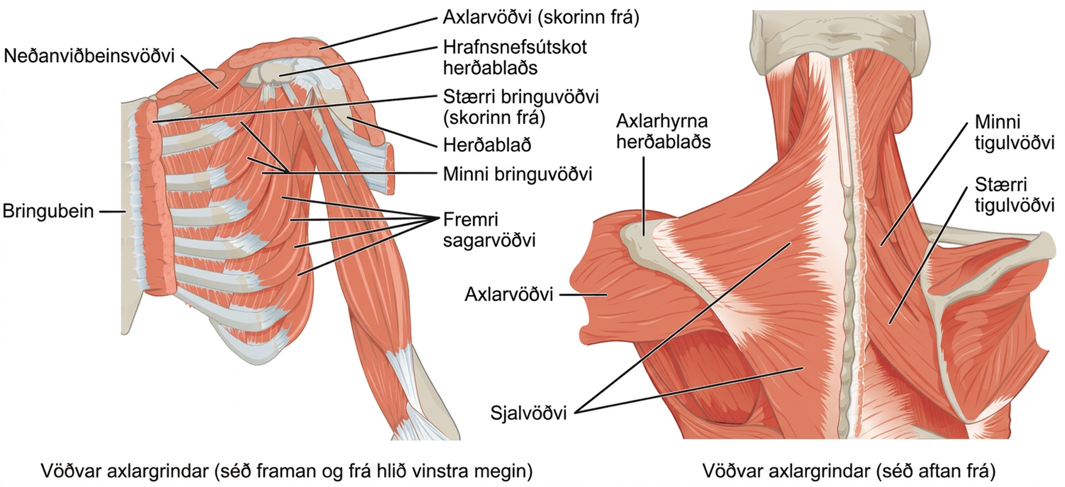Vinstri myndhlutinn sýnir vöðva axlargrindar framan og frá hlið en sá hægri sýnir þá aftan frá.