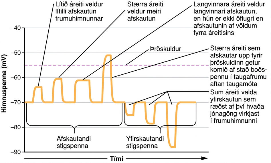 Grafið sýnir himnuspennu í millivoltum á y-ás frá mínus 90 upp í plús 30. Tími er á x-ás. Vinstri helmingur ferilsins er merktur afskautandi stigspenna. Þar eru fjórir sífellt hærri toppar sem allir hefjast við hvíldarhimnuspennuna, mínus 70. Lægsti toppurinn nær um mínus 65 og er mjór; hann táknar lítið áreiti sem veldur lítilli afskautun frumuhimnunnar. Annar toppurinn nær um mínus 60 en er enn mjór. Hann táknar stærra áreiti sem veldur meiri afskautun. Þriðji toppurinn nær einnig mínus 60 en er um tvöfalt breiðari en hinir tveir. Hann táknar langvinnt áreiti sem veldur langvinnari afskautun en er þó ekki sterkara en áreitið á undan. Hægri toppurinn meðal afskautandi stigspennanna fer yfir örvunarþröskuldslínuna og nær um mínus 51. Hann táknar nægilega sterkt áreiti til að koma boðspennu af stað. Hægri helmingur grafsins er merktur yfirskautandi stigspenna. Ferillinn hefst við hvíldarspennuna, mínus 70, en fellur síðan í neikvæðari himnuspennu. Fyrsti toppurinn fellur í mínus 75 mV, annar í mínus 80 mV og sá þriðji í mínus 88 mV. Þeir tákna áreiti sem veldur yfirskautun vegna virkjunar tiltekinna jónaganga í frumuhimnunni.