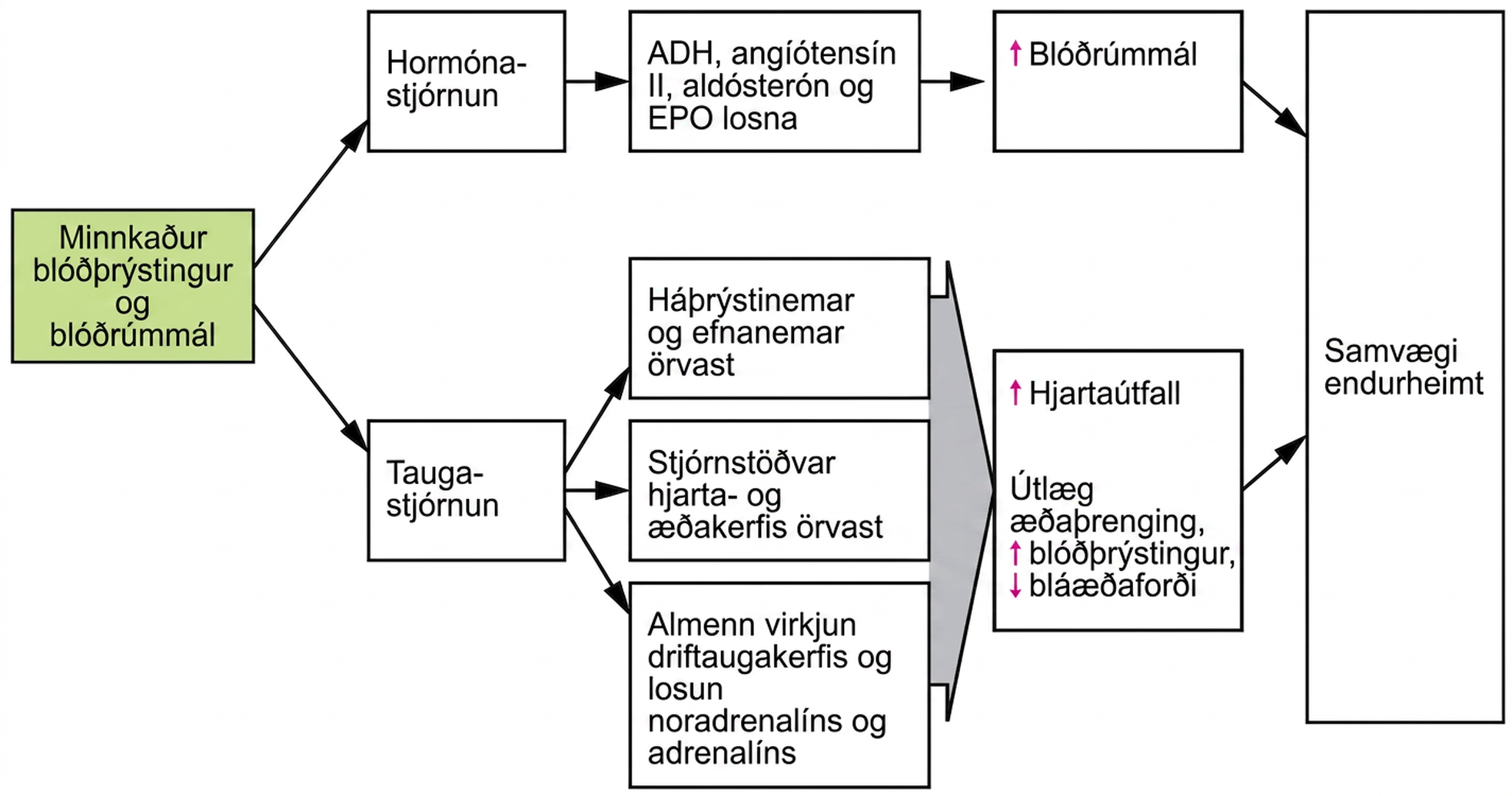Flæðirit sem sýnir tauga- og hormónaviðbrögð við lækkuðum blóðþrýstingi og minnkuðu blóðrúmmáli.