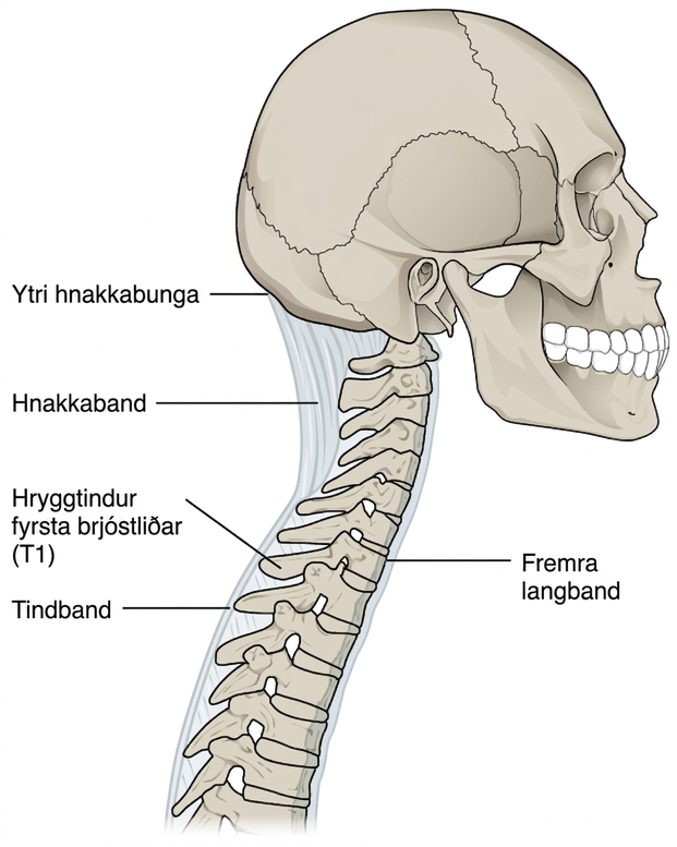 Myndin sýnir höfuðkúpuna og efri hluta hryggsúlunnar frá hlið. Liðböndin sem tengja beinin eru ljósblá og merkt.
