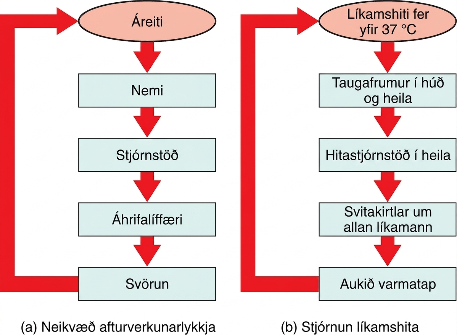 Myndin sýnir tvö flæðirit sem merkt eru A og B. Flæðirit A sýnir almennan neikvæðan afturverkunarhring. Hringurinn hefst með áreiti. Nemi skynjar upplýsingar um áreitið og sendir þær til stjórnstöðvar. Stjórnstöðin sendir boð til áhrifalíffæris sem myndar svar. Svarið verkar síðan aftur á upphaf flæðiritsins með því að hamla áreitinu. Hluti B sýnir stjórnun líkamshita sem dæmi um neikvætt afturverkunarkerfi. Þar er áreitið líkamshiti sem fer yfir 37 gráður á Celsíus. Nemarnir eru taugafrumur í húð og heila og stjórnstöðin er hitastjórnstöð heilans. Áhrifalíffærin eru svitakirtlar um allan líkamann sem auka varmatap og hamla áframhaldandi hækkun líkamshita.