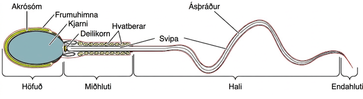 Skýringarmynd af sáðfrumu með merktum höfði, akrósómi, kjarna, miðhluta og hala.
