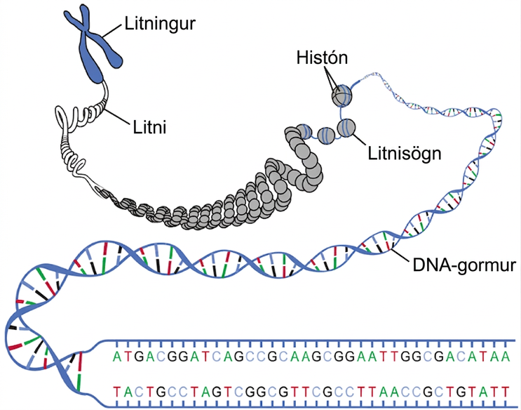 Skýringarmyndin sýnir yfirbyggingu DNA. Litningur og litnið sem myndar hann eru sýnd rakna stig af stigi upp í litnisagnir með histónum, síðan í DNA-gorm og loks í DNA-stiga.