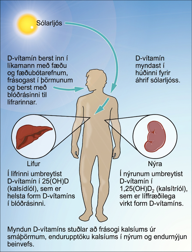 Myndin líkist flæðiriti. Hún hefst á sól sem skín á skuggamynd manns. Ör liggur frá sólinni að húð mannsins og segir að D-vítamín myndist í húðinni eftir frásog sólarljóss. Önnur ör bendir inn í munn mannsins og segir að D-vítamín sé tekið inn með fæðu og fæðubótarefnum, frásogist í þörmum og berist með blóðrásinni til lifrar. Skýring við lifrina segir að þar breytist D-vítamín í 25(OH)D, einnig nefnt kalsidíól, sem er aðalform D-vítamíns í blóðrásinni. Önnur skýring við hægra nýrað segir að í nýrum breytist D-vítamín í 1,25(OH)₂D. Það nefnist einnig kalsítríól og er líffræðilega virkt form D-vítamíns. Myndun D-vítamíns auðveldar frásog kalsíums úr smáþörmum, endurupptöku kalsíums í nýrum og endurnýjun beinvefs.