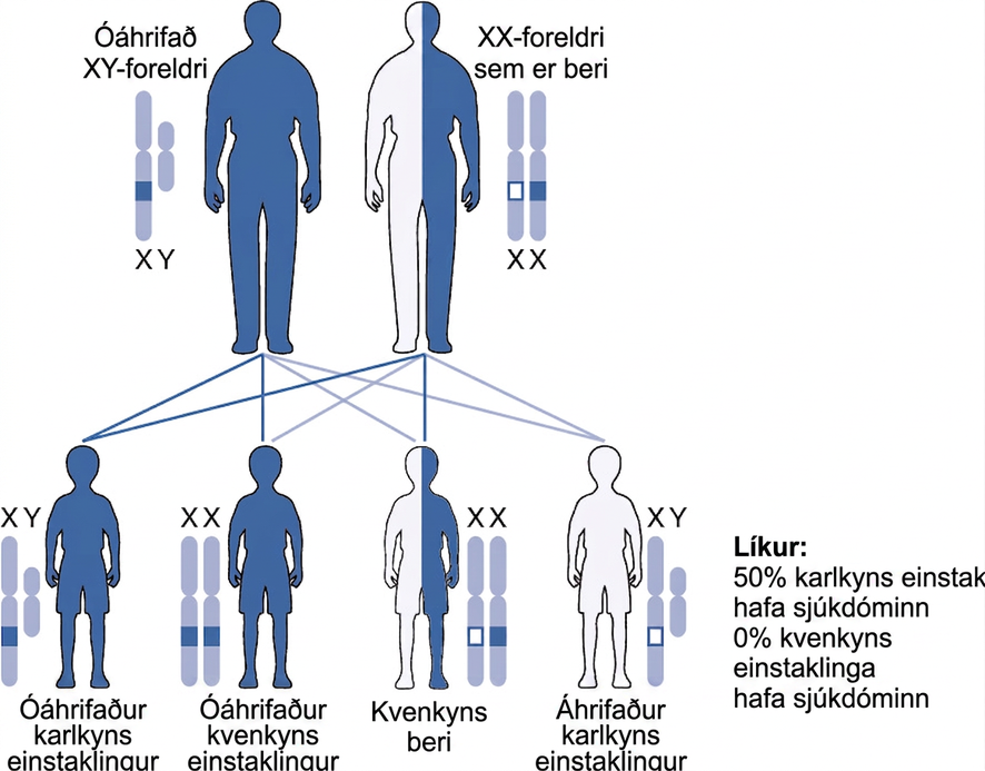 Punnett-reitur sýnir mögulegar arfgerðir barna óáhrifaðs XY-foreldris og arfblendins XX-bera X-tengds víkjandi eiginleika.