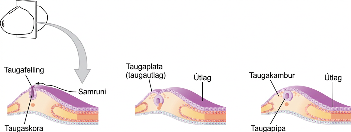Myndin sýnir myndun taugapípunnar í fósturvísi. Vinstra myndsviðið sýnir taugafellingu myndast í taugautlaginu. Miðsviðið sýnir myndun taugaplötunnar og hægra sviðið myndun taugakambs og taugapípu.