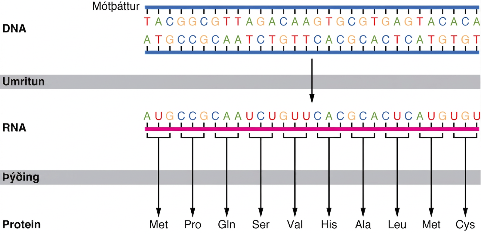 Skýringarmyndin sýnir þýðingu RNA í prótein. DNA-mótþráður er umritaður í RNA-þráð. RNA-þráðurinn er síðan þýddur og prótein myndast.