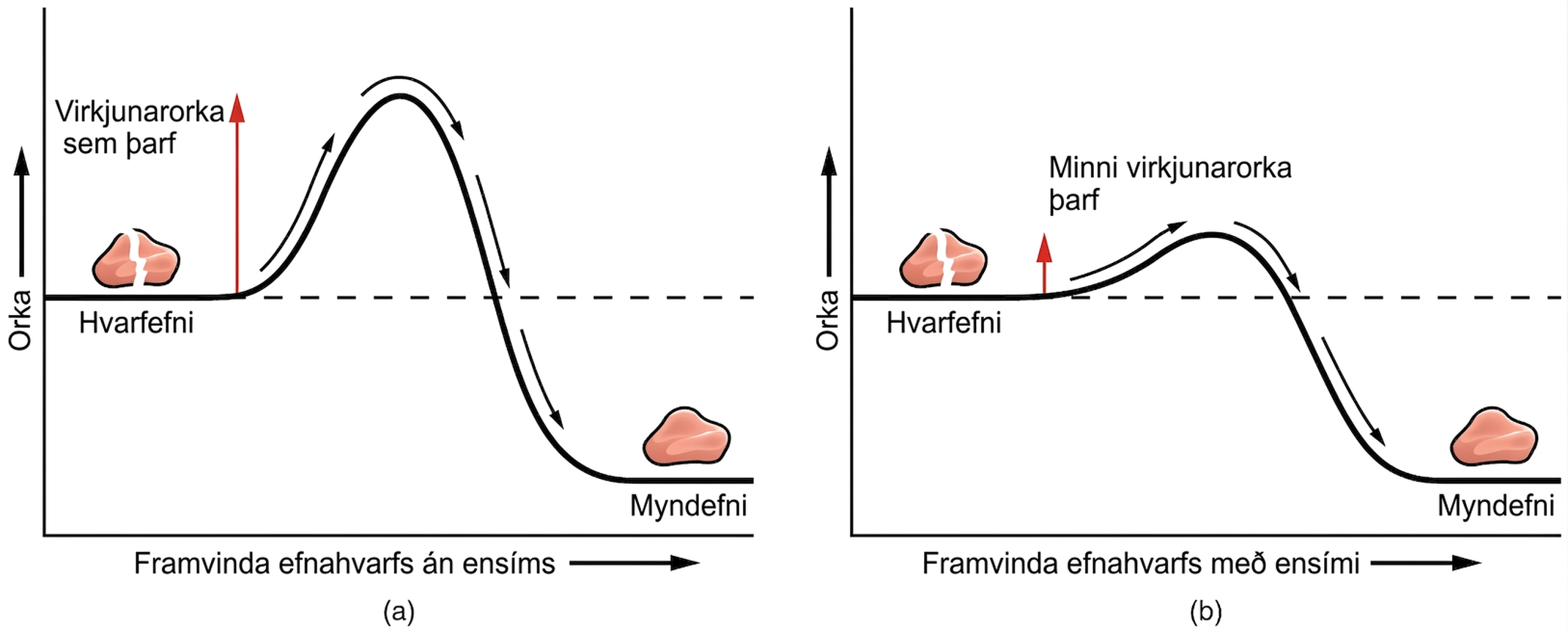 Vinstri hluti myndarinnar sýnir línurit yfir orku miðað við framvindu hvarfs án ensíma. Hægri hlutinn sýnir línuritið þegar ensím eru til staðar.