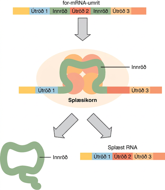 Efst í flæðiritinu sést for-mRNA-umrit með innröðum og útröðum. Í næsta skrefi er innröðin inni í byggingu sem nefnist splæsikorn. Í síðasta skrefinu sést innröðin aðskilin frá splæstu RNA-sameindinni.
