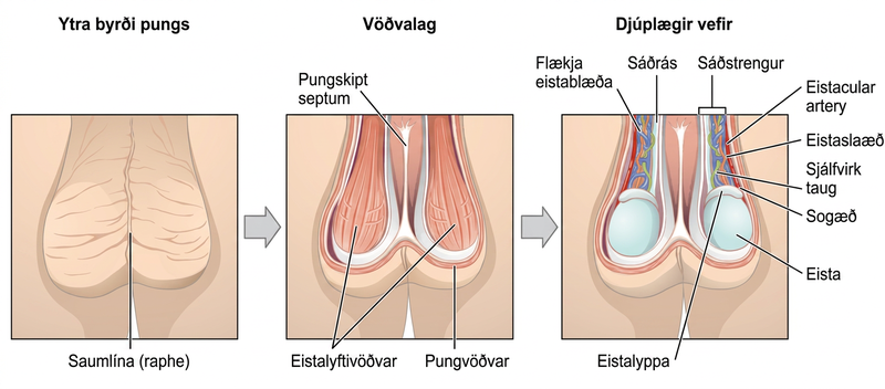 Þriggja hluta mynd af pung og eistum: vinstra megin sést ytra borð pungsins, í miðju vöðvalagið og hægra megin dýpri vefir.