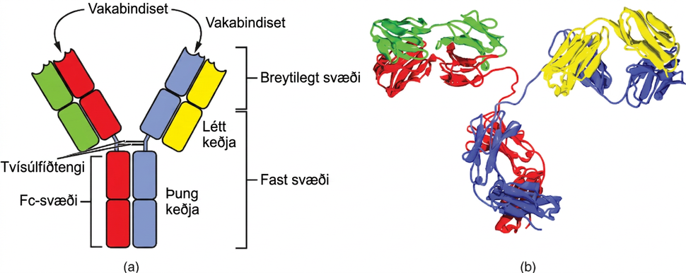 Skýringarmynd sýnir Y-laga mótefni úr tveimur þungum og tveimur léttum keðjum. Vakabindiset eru á endum armanna, breytileg og föst svæði merkt og Fc-svæðið myndar neðri hluta sameindarinnar.
