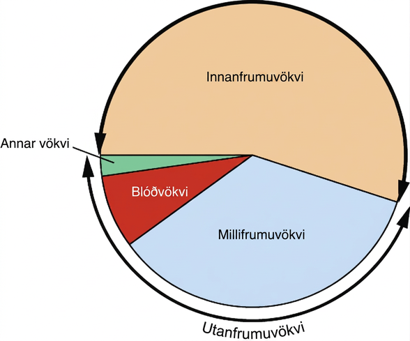 Kökurit sýnir kennsludæmi þar sem um 55% af vatni líkamans er innanfrumuvökvi og um 30% millifrumuvökvi. Megnið af þeim 15% sem eftir eru er blóðvökvi, ásamt litlu hlutfalli sem merkt er „annar vökvi“.