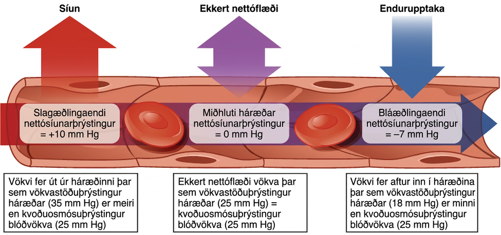 Skýringarmynd af einfaldaða eldra Starling-líkaninu sýnir nettósíun við slagæðlingaenda þegar vökvastöðuþrýstingur háræða (CHP) er meiri en kvoðuosmósuþrýstingur blóðvökva (BCOP), ekkert nettóflæði þar sem CHP = BCOP og nettóendurupptöku við bláæðlingaenda þegar BCOP er meiri en CHP.