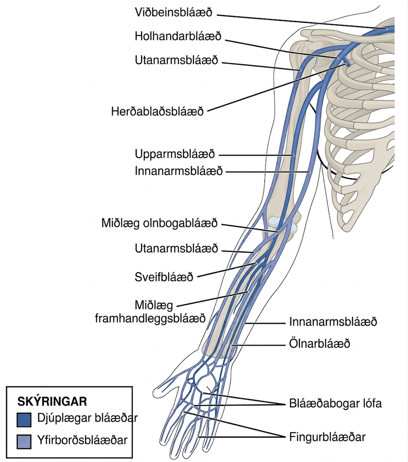 Skýringarmynd sem sýnir djúpar og yfirborðslægar bláæðar efri útlims.