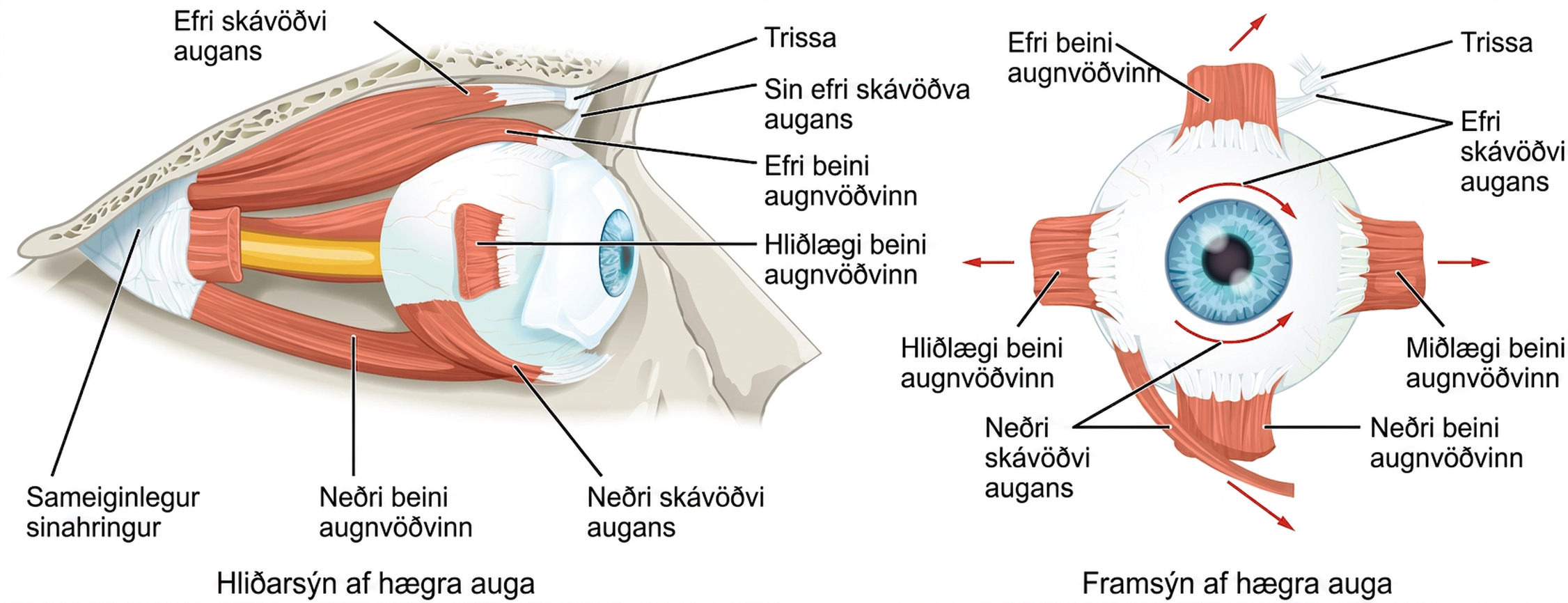 Myndin sýnir vöðvana umhverfis augað. Vinstra megin sést augað frá hlið en hægra megin hægra augað framan frá.