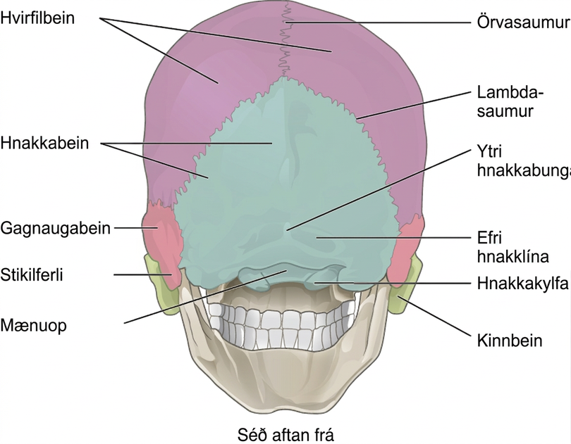 Myndin sýnir höfuðkúpuna aftan frá og merkir helstu hluta hennar.