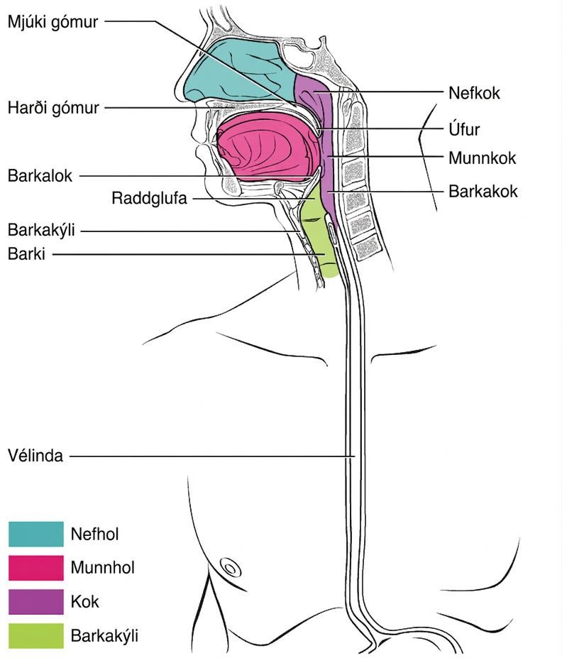 Miðsnið af höfði og hálsi sýnir nefhol, munnhol, nefkok, munnkok og barkakok ásamt mjúkum og hörðum gómi, úfi, barkaloki, raddglufu, barkakýli, barka og vélinda.