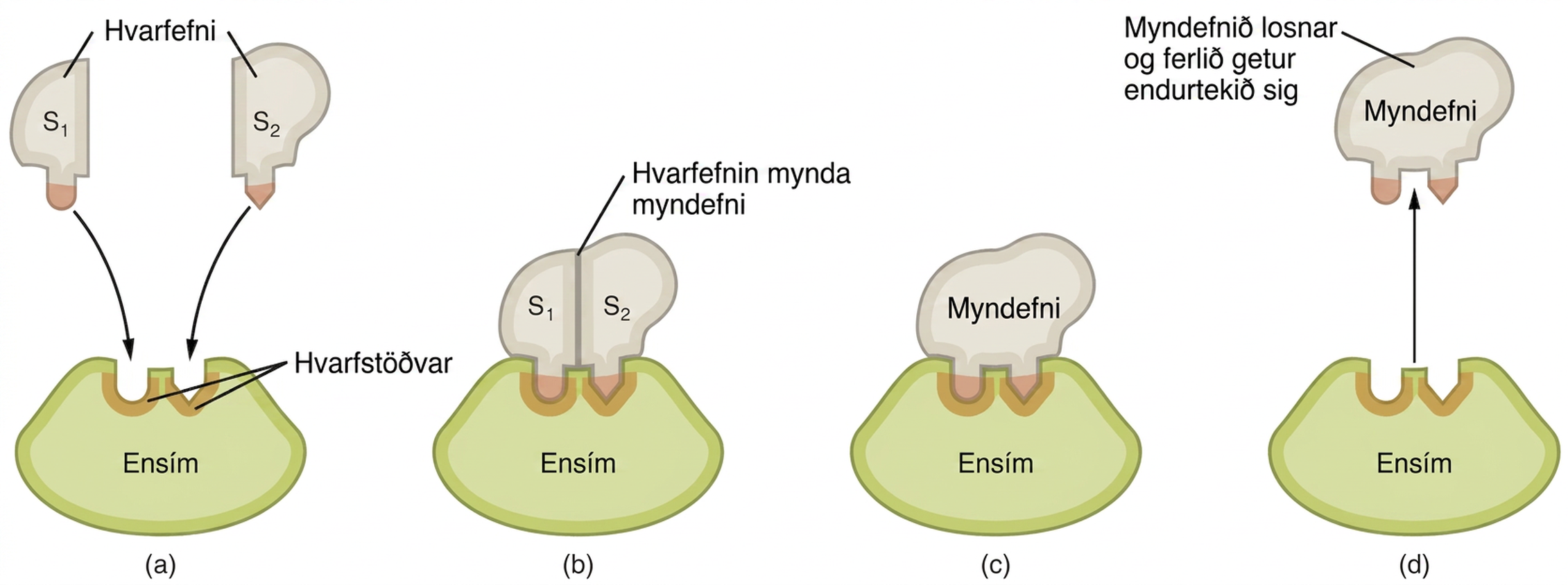 Myndin sýnir skrefin í virkni ensíms. Hvarfefnið binst ensíminu, myndefni myndast og losnar síðan frá ensíminu.