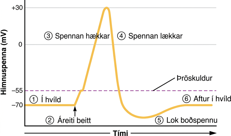 Grafið sýnir himnuspennu í millivoltum á y-ás frá mínus 70 upp í plús þrjátíu. Tími er á x-ás. Í skrefi eitt, sem merkt er hvíld, er línan stöðug við mínus sjötíu millivolt. Í skrefi 2 er áreiti beitt og línan hækkar í plús 30 millivolt. Í skrefi þrjú, sem merkt er hækkandi spenna, rís ferillinn hratt. Eftir að línan nær hámarki við plús þrjátíu fellur hún hratt aftur í mínus 70. Þetta er fjórða skrefið, sem merkt er lækkandi spenna. Línan heldur áfram niður fyrir mínus 70. Það er skref 5, sem merkt er lok boðspennu. Að lokum hækkar línan smám saman aftur í mínus sjötíu millivolt. Þetta er skref 6, sem merkt er aftur í hvíld.