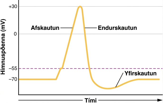 Grafið sýnir himnuspennu í millivoltum á y-ás frá mínus 70 upp í plús þrjátíu. Tími er á x-ás. Línan er fyrst stöðug við mínus sjötíu millivolt og hækkar síðan í mínus 55 millivolt. Þá hækkar hún hratt og nær hámarki við plús þrjátíu. Þetta er afskautunarfasinn. Línan fellur síðan hratt aftur í mínus sjötíu millivolt. Þetta er endurskautunarfasinn. Hún heldur áfram að falla en hækkar svo smám saman aftur í mínus sjötíu millivolt. Sá hluti þar sem línan er neðan við mínus sjötíu millivolt er yfirskautunarfasinn.