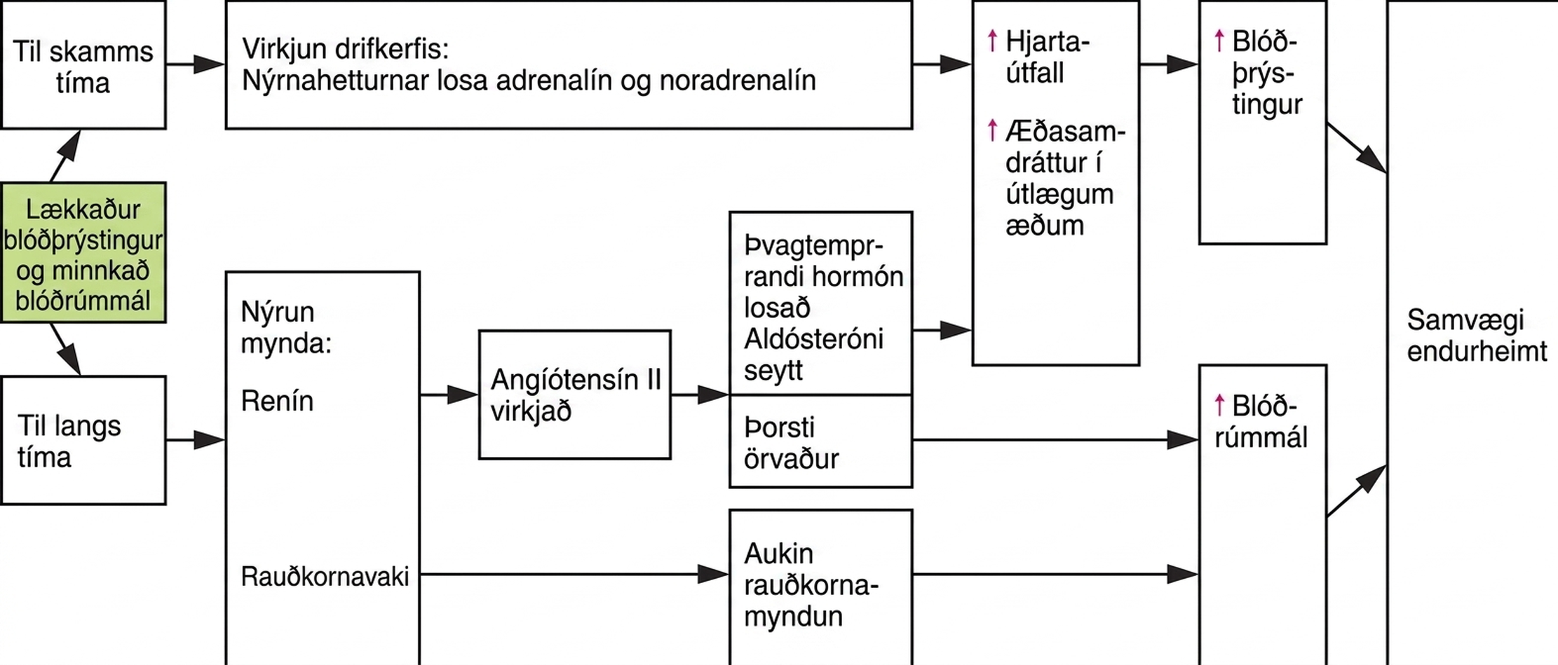 Flæðirit sem sýnir skammtíma- og langtímaviðbrögð við lækkuðum blóðþrýstingi, þar á meðal driftaugasvar og renín-angíótensín-aldósterón-kerfið.
