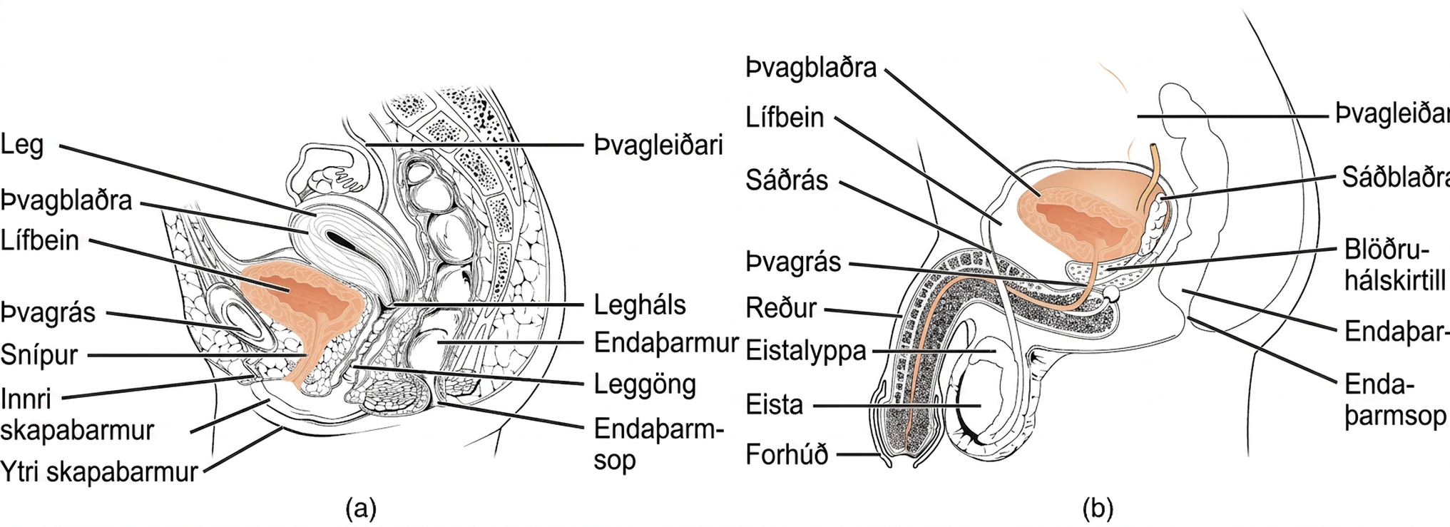 Tvær hliðarmyndir af grindarholi bera saman þvagfæri kvenna vinstra megin og karla hægra megin. Báðar sýna nýru, þvagleiðara, þvagblöðru og þvagrás ásamt nálægum æxlunar- og meltingarfærum. Þvagrás kvenna er stutt og opnast framan við leggangaop, en þvagrás karla liggur um blöðruhálskirtil og reður.